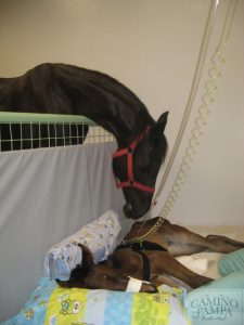 caballos