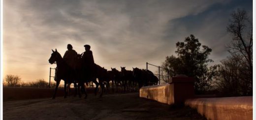 areco tradition gaucho horse