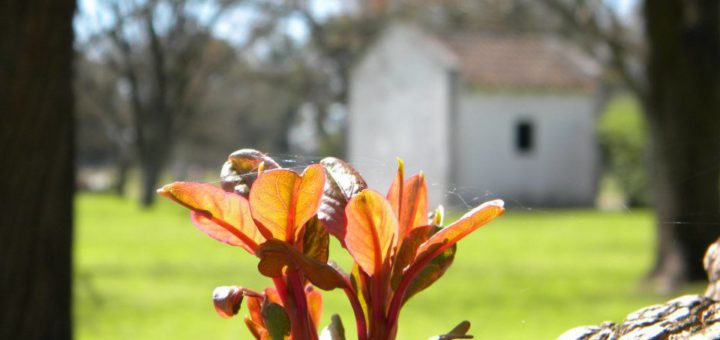 spring areco town